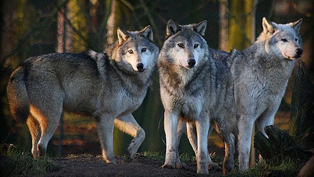 Санитары леса. Легенда о «вооруженном» волке