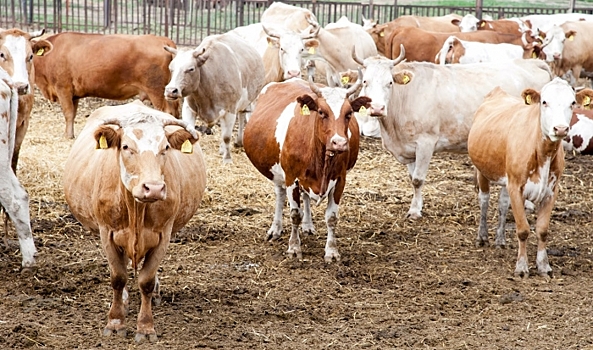 Из Волгоградской области в Узбекистан экспортировали 29 коров на убой