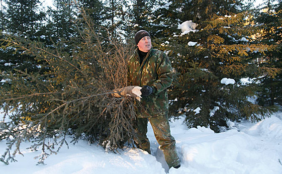 Новогодние елки в Новосибирск поступят из Бердского лесхоза
