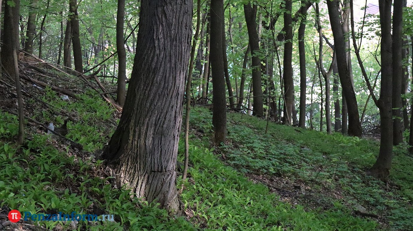 В Пензенской области готовятся к сезону охоты на кабана
