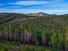Спасатели назвали главные причины гибели сибирских лесов