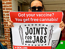Привившимся от коронавируса раздали марихуану