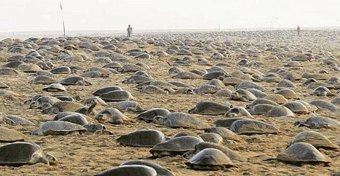Фотографу и морскому биологу Полу Никлену удалось сделать потрясающие кадры тысячи черепах, заполонивших пляжи в устье реки Рушикулья