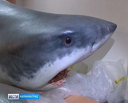 Новый экспонат в Музее Мирового океана: белая акула