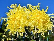 «Пусть всегда будет солнце» стала королевой бала хризантем Никитского сада