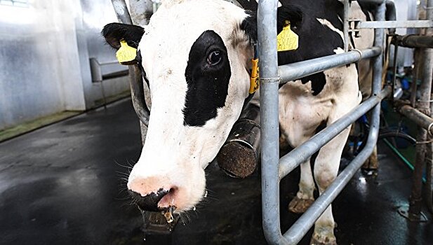 Ассоциация халяльной продукции из России хочет выращивать скот для Эр-Рияда