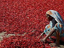 Ученые: перец чили поможет избавиться от лишнего веса