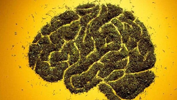 Пришла беда откуда не ждали: ученые официально подтвердили вред воздействия марихуаны на мозг