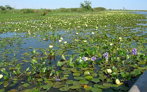 В аргентинских болотах обнаружен идеально круглый вращающийся остров