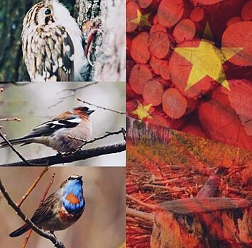 Русский лес уезжает в Китай: как частные лица распродают сибирский заказник