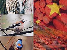 Русский лес уезжает в Китай: как частные лица распродают сибирский заказник