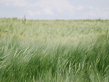 Глава села под Воронежем раздавала знакомым муниципальную землю