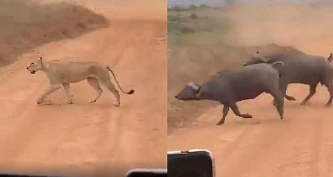 Буйволы устроили погоню и прогнали встреченных на пути львов - видео