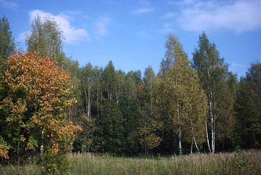 Ущерб подмосковным лесам оценен в 7,7 млн рублей
