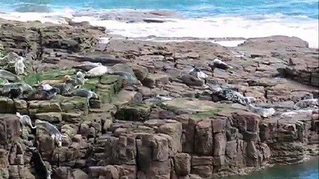 Стая морских котиков разбилась о скалы, пытаясь сбежать от туристов