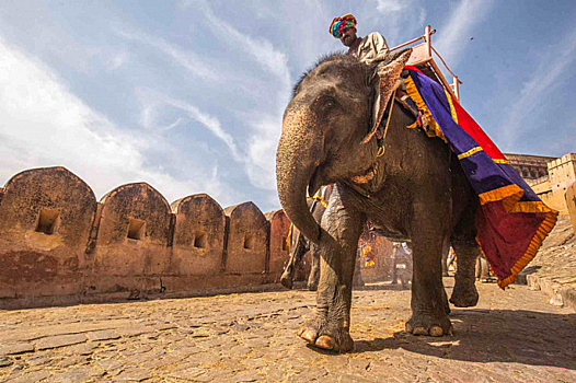 В Индии придумали способ защиты деревень от слонов