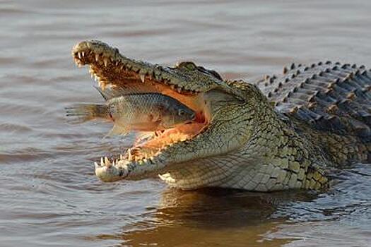 Голодный крокодил устроил схватку с рыбаками за улов