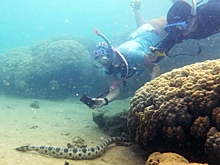 Пенсионерки нашли смертоносных подводных змей