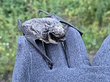 Нижегородка спасла летучую мышь в центре города