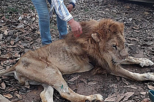 Зоозащитники забрали льва у хозяйки и довели до истощения