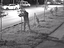 В Новосибирске уничтожившему липы вандалу предложили поработать на благо города