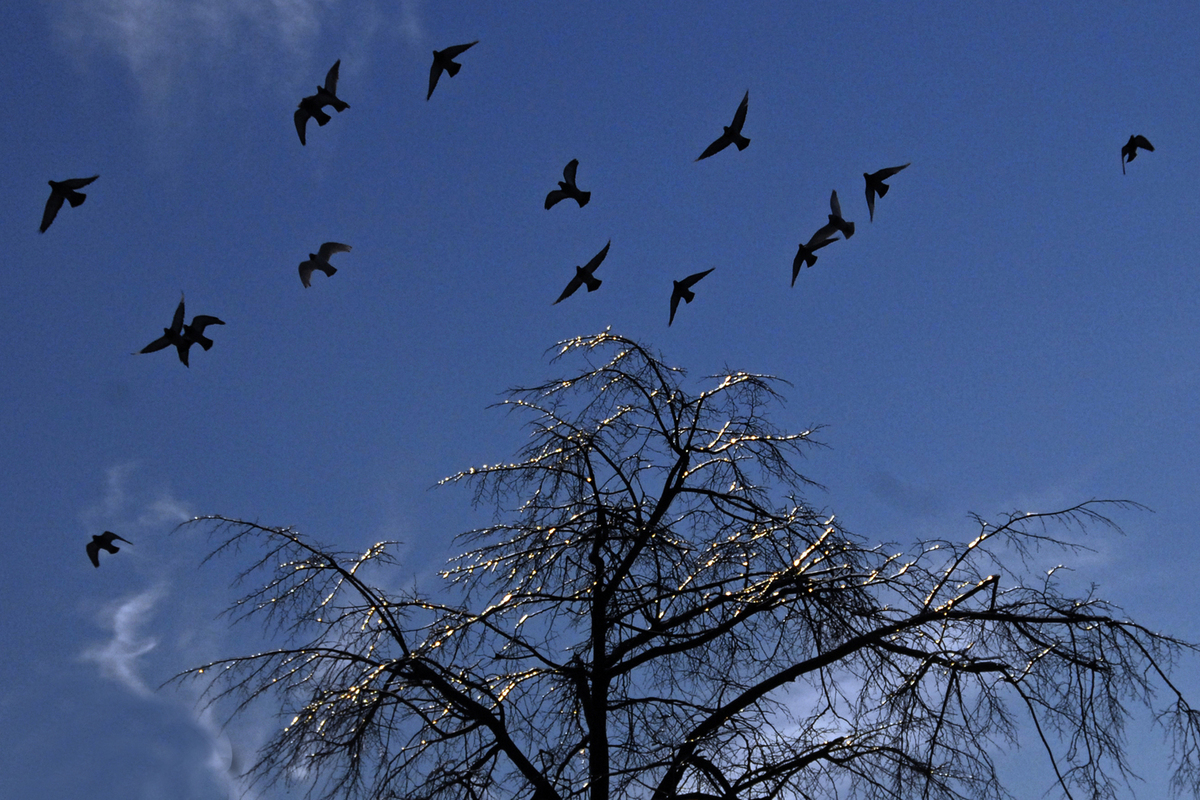 Странное поведение птиц намекнуло на скорую гибель человечества