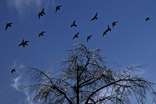 Странное поведение птиц намекнуло на скорую гибель человечества