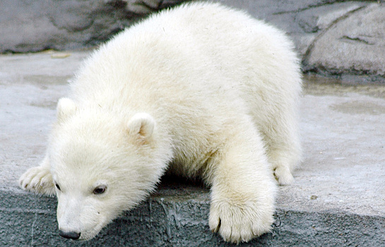 В Московский зоопарк отправят найденного на Чукотке медвежонка
