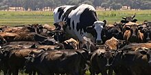 Аномально крупного быка обнаружили на ферме в Австралии
