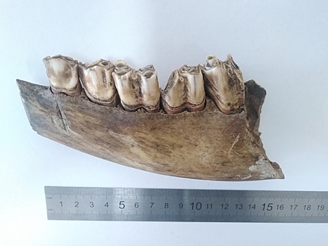 В Нижнем Новгороде найден фрагмент челюсти первобытного животного