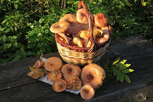 Прохладная и дождливая погода благоприятно скажется на урожае грибов в Подмосковье