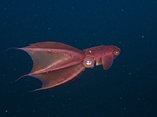 Расшифрован геном кальмара-вампира