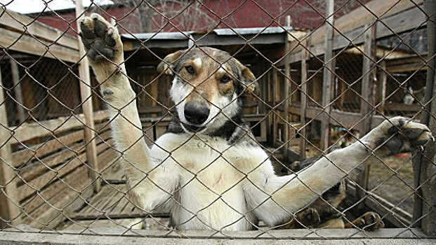 Вокруг новосибирского центра помощи для собак и кошек разгорелся скандал