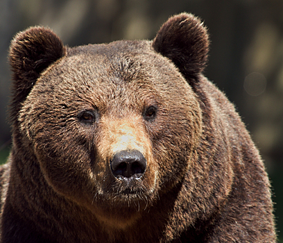 Ведомый голодом медведь вломился на жилой участок в Подмосковье