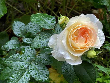 Резкое похолодание придет в Нижний Новгород на этой неделе