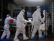 Роспотребнадзор сообщил о рисках появления вируса нипах в стране