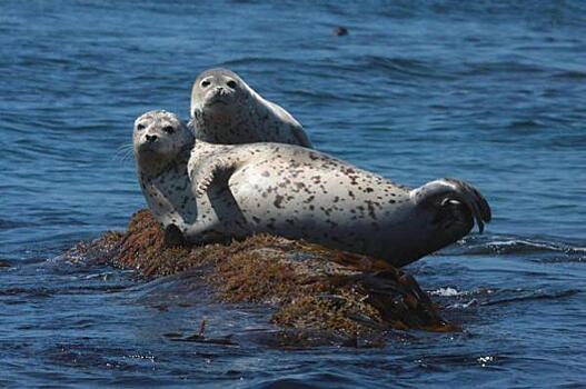В Приморье трех тюленей выпустили в море после курса реабилитации
