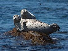 В Приморье трех тюленей выпустили в море после курса реабилитации