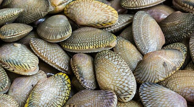 Российские ученые обнаружили "вымерших" моллюсков