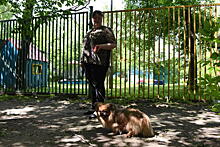 Жители Братеева просят запретить выгул собак на газонах