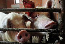 Около 9 тыс экспертиз на выявление африканской чумы свиней провели в Подмосковье