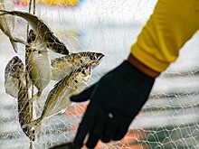 Защитить биоресурсы: 5 июня отмечается Международный день борьбы с браконьерством