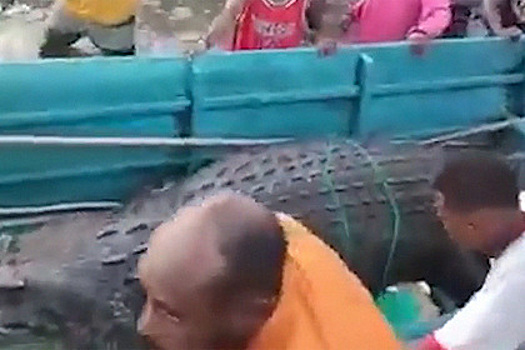 Жители деревни выследили и поймали проглотившего их земляка крокодила