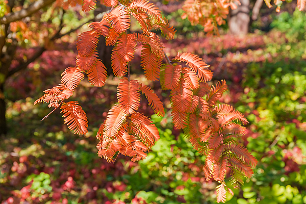 Чем отличается лиственница от других хвойных деревьев осенью