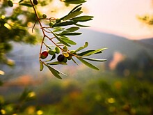 Почему археологи так часто находили оливковое масло на древней посуде?