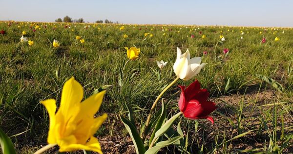 Ведущий «Орла и Решки» спасает краснокнижные саратовские