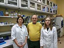 Биологи изучили пути гибели клеток с поврежденной ДНК