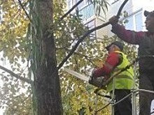 В 2022 году в Калуге срежут около 300 больных деревьев