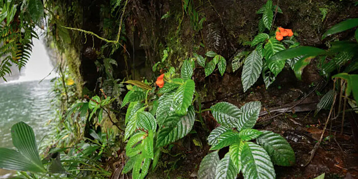 Считавшийся вымершим 40 лет назад цветок нашли на западе Эквадора