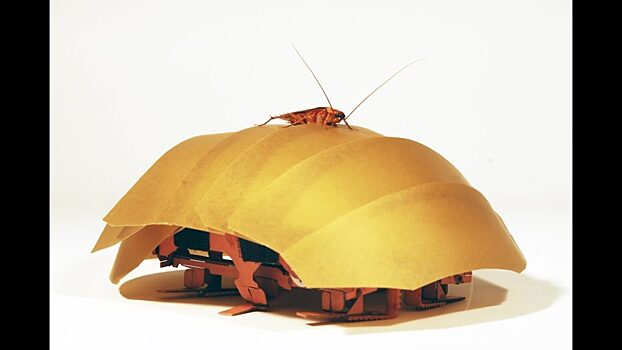 Ученые создали робота-таракана с навыками спасателя